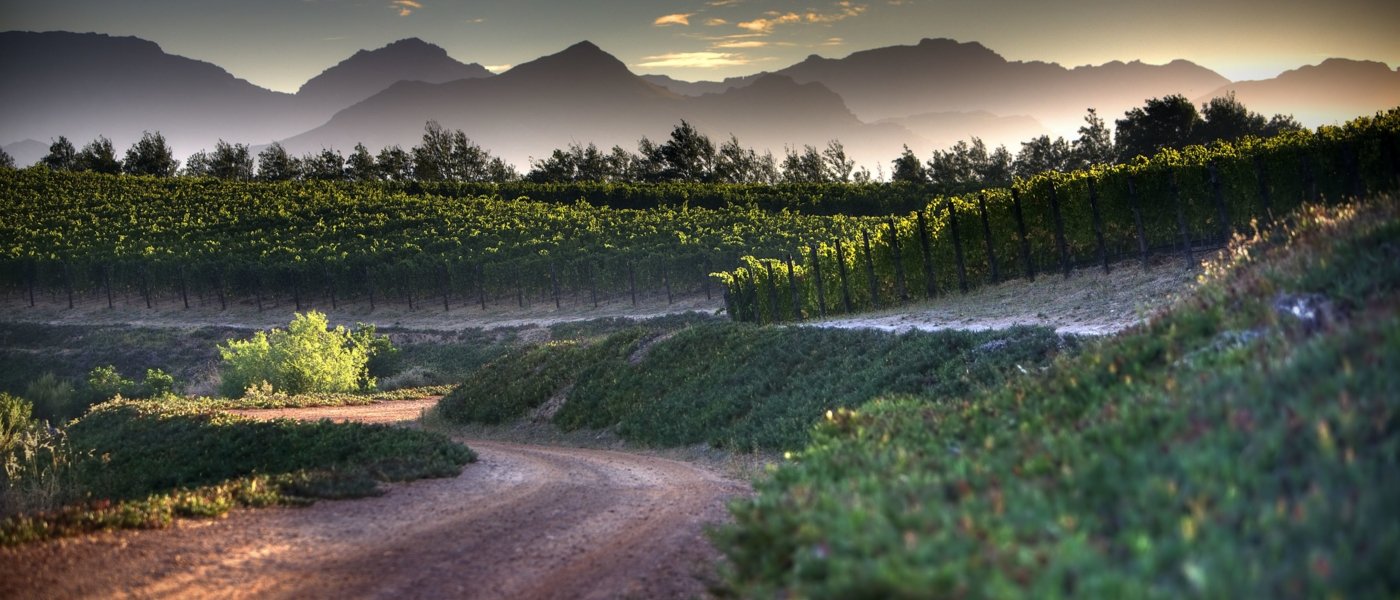 south africa wine tours - Wine Paths